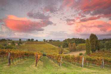 Weinberge des Sagrantino di Montefalco im Herbst, Umbrien, Italien, Europa - RHPLF01737