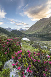 Rhododendren am Cavloc-See bei Sonnenaufgang, Malojapass, Bergell, Engadin, Kanton Graubünden, Schweiz, Europa - RHPLF01822