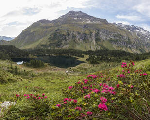 Panorama der Rhododendren und des Cavloc-Sees, Malojapass, Bergell, Engadin, Kanton Graubünden, Schweiz, Europa - RHPLF01823