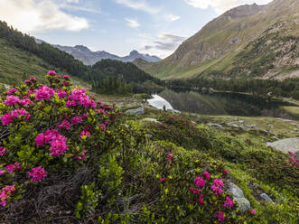 Rhododendren am Ufer des Cavloc-Sees, Malojapass, Bergell, Engadin, Kanton Graubünden, Schweiz, Europa - RHPLF01824