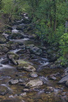 Owengarriff-Fluss, Killarney-Nationalpark, Grafschaft Kerry, Munster, Republik Irland, Europa - RHPLF01858