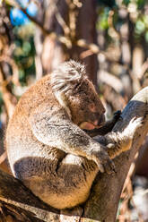 Koala in freier Wildbahn, Kangaroo Island, Südaustralien, Australien, Pazifik - RHPLF01917