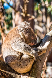 Koala in freier Wildbahn, Kangaroo Island, Südaustralien, Australien, Pazifik - RHPLF01917