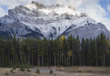 Elk in the Canadian Rockies, Banff National Park, UNESCO World Heritage Site, Canadian Rockies, Alberta, Canada, North America - RHPLF01920