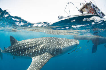 Whale shark, Sakatia Island, Madagascar, Indian Ocean, Africa - RHPLF01980