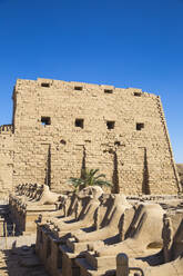 Allee der Sphinxen, Luxor-Tempel, UNESCO-Weltkulturerbe, Luxor, Ägypten, Nordafrika, Afrika - RHPLF02031