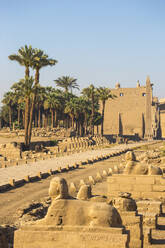 Allee der Sphinxen, Luxor-Tempel, UNESCO-Weltkulturerbe, Luxor, Ägypten, Nordafrika, Afrika - RHPLF02044