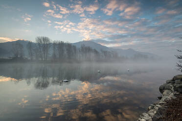 Swans in River Mera at sunrise, Sorico, Como province, Lower Valtellina, Lombardy, Italy, Europe - RHPLF02245