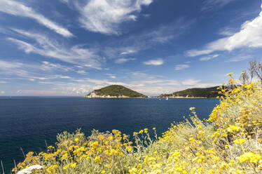 Yellow wild flowers, Gulf of Procchio, Marciana, Elba Island, Livorno Province, Tuscany, Italy, Europe - RHPLF02256