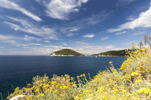 Gelbe Wildblumen, Golf von Procchio, Marciana, Insel Elba, Provinz Livorno, Toskana, Italien, Europa - RHPLF02256