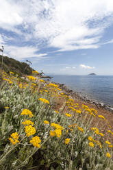 Wildblumen am Strand von Sansone, Portoferraio, Insel Elba, Provinz Livorno, Toskana, Italien, Europa - RHPLF02259