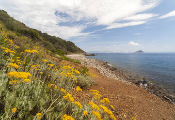 Wildblumen am Strand von Sansone, Portoferraio, Insel Elba, Provinz Livorno, Toskana, Italien, Europa - RHPLF02260