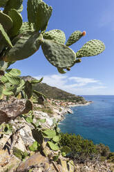 Kaktusfeigen auf Felsen über dem Meer, Pomonte, Marciana, Insel Elba, Provinz Livorno, Toskana, Italien, Europa - RHPLF02261
