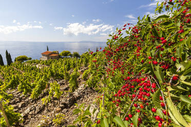 Rote Beeren in kultivierten Feldern, Pomonte, Marciana, Insel Elba, Provinz Livorno, Toskana, Italien, Europa - RHPLF02262