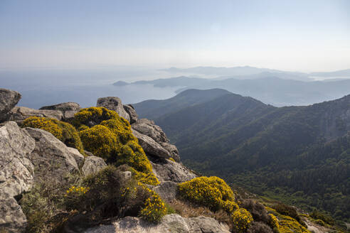 Wildblumen auf Felsen, Monte Capanne, Insel Elba, Provinz Livorno, Toskana, Italien, Europa - RHPLF02276