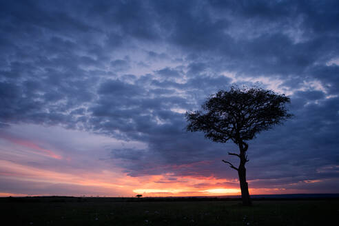 Akazienbaum bei Sonnenuntergang, Masai Mara, Kenia, Ostafrika, Afrika - RHPLF02285