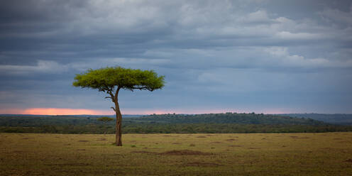 Akazienbaum, Masai Mara, Kenia, Ostafrika, Afrika - RHPLF02286