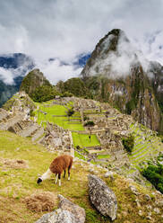 Lama in Machu Picchu, UNESCO-Weltkulturerbe, Region Cusco, Peru, Südamerika - RHPLF02307