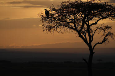 Gänsegeier (Gyps fulvus) in einem Baum bei Sonnenaufgang, Masai Mara Game Reserve, Kenia, Ostafrika, Afrika - RHPLF02375