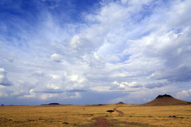 Afrikanische Savanne, goldene Ebenen gegen blauen Himmel mit Wolken, Masai Mara Game Reserve, Kenia, Ostafrika, Afrika - RHPLF02377