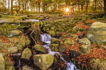 Burbage Brook, Herbstsonnenaufgang, goldene Blätter und Wasserfall, Padley Gorge, Peak District National Park, Derbyshire, England, Vereinigtes Königreich, Europa - RHPLF02411