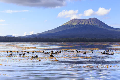 Seeotter (Enhyrda lutris), bedrohte Tierart, und Mount Edgecumbe, erloschener Vulkan, Sitka Sound, Sitka, Südost-Alaska, Vereinigte Staaten von Amerika, Nordamerika - RHPLF02421