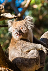 Wild Koala in the trees on Kangaroo Island. South Australia, Australia, Pacific - RHPLF02545