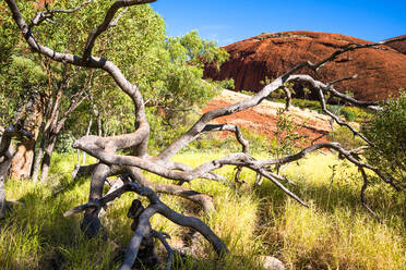 Die Olgas (Kata Tjuta), Uluru-Kata Tjuta National Park, UNESCO Weltkulturerbe, Northern Territory, Australien, Pazifik - RHPLF02551