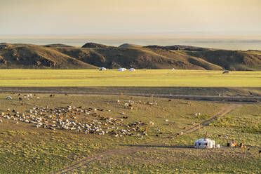 Nomadenlager und Viehbestand, Bezirk Bayandalai, Provinz Südgobi, Mongolei, Zentralasien, Asien - RHPLF02735