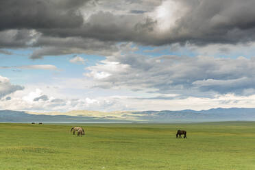 Weidende Pferde in der mongolischen Steppe unter bewölktem Himmel, Süd-Hangay, Mongolei, Zentralasien, Asien - RHPLF02743