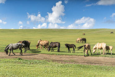 Weidende Pferde in der mongolischen Steppe, Süd-Hangay, Mongolei, Zentralasien, Asien - RHPLF02744