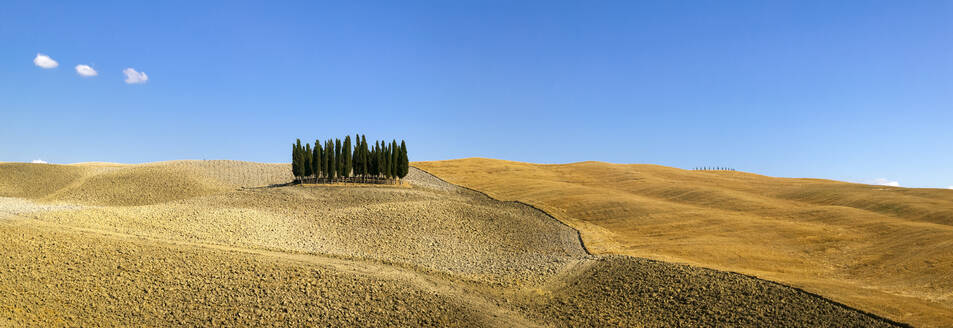 Panorama einer Gruppe von Zypressen in der Landschaft, Val d'Orcia, UNESCO-Weltkulturerbe, Toskana, Italien, Europa - RHPLF02781