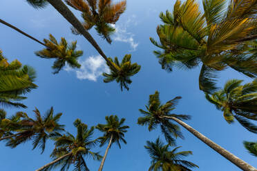 Looking up at tall palms on the small beach at Marigot Bay, St. Lucia, Windward Islands, West Indies Caribbean, Central America - RHPLF02836