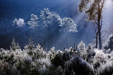 Frostbedeckte Bäume im Wald in der Gemeinde Baerenthal im Departement Moselle, Frankreich, Europa - RHPLF02914