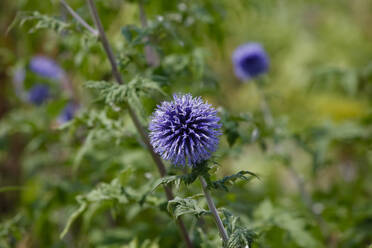 Nahaufnahme einer im Freien wachsenden Distel - JTF01282