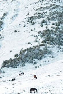 Wildpferde grasen im Schnee auf 2200m über Kazbegi, in der Morgendämmerung in der Nähe des Mount Kazbek, Georgien, Zentralasien, Asien - RHPLF02949