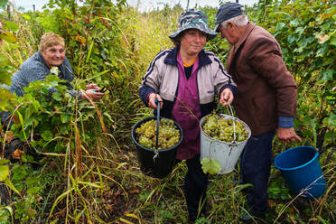 Harvesting Rkatsiteli grapes, Ikalto, near Telavi, Georgia, Central Asia, Asia - RHPLF02951