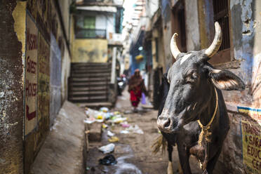 Cow in Varanasi, Uttar Pradesh, India, Asia - RHPLF02968