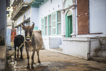 Kuh in den Straßen von Varanasi, Uttar Pradesh, Indien, Asien - RHPLF02973