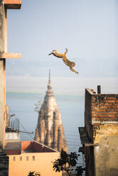 Monkey, Varanasi, Uttar Pradesh, India, Asia - RHPLF02976