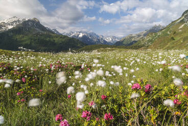 Meadows of rhododendrons and cotton grass, Maloja, Bregaglia Valley, Engadine, Canton of Graubunden (Grisons), Switzerland, Europe - RHPLF03028