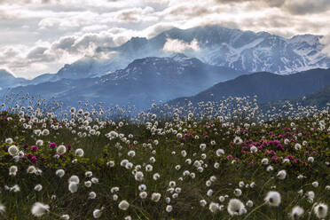 Rhododendren und Baumwollgras, Maloja, Bergell, Engadin, Kanton Graubünden (Graisons), Schweiz, Europa - RHPLF03029