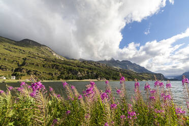 Epilobium-Wildblumen am Seeufer, Malojapass, Bergell, Engadin, Kanton Graubünden (Graisons), Schweiz, Europa - RHPLF03030