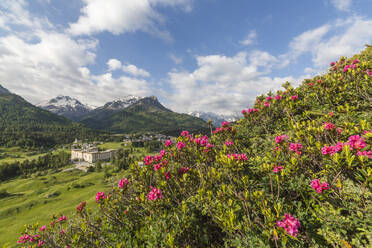 Blühende Rhododendren, Maloja, Bergell, Engadin, Kanton Graubünden (Graisons), Schweiz, Europa - RHPLF03031