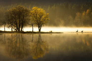 Autumn at Loch Ard, Trossachs National Park, Stirling Region, Scotland, United Kingdom, Europe - RHPLF03075