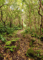 Wald an den Hängen des Pico Alto, Insel Santa Maria, Azoren, Portugal, Atlantik, Europa - RHPLF03105