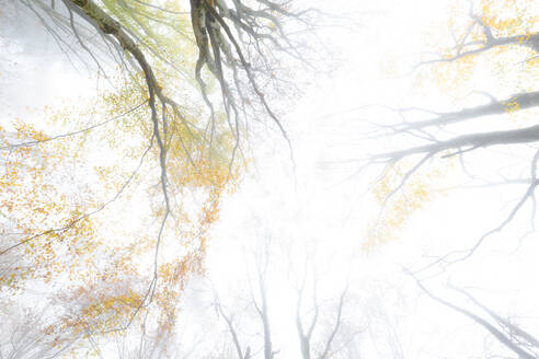 Nebel im Wald von Bagni di Masino im Herbst, Valmasino, Valtellina, Lombardei, Italien, Europa - RHPLF03176