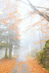 One person walk in the forest of Bagni di Masino, Valmasino, Valtellina, Lombardy, Italy, Europe - RHPLF03178