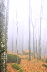 Nebel im Wald von Bagni di Masino im Herbst, Valmasino, Valtellina, Lombardei, Italien, Europa - RHPLF03179