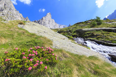 Blühende Rhododendren im Torrone-Tal, Valmasino, Valtellina, Lombardei, Italien, Europa - RHPLF03180